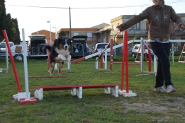 Les photos d&lsquo;agility